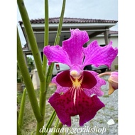 Orkid tulang (Papilionanthe Ruby Prince) /keratan tanpa bunga 2 kaki panjang