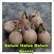 Bonsai Kelapa/Bahan Bonsai Kelapa/Bonsai Kelapa Gading/Bonsai Kelapa Minion