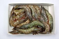 【冷凍蝦蟹類】活凍白蝦(21/25) /約 600g~殼薄新鮮~肉嫩味美~鮮甜便宜又好吃~