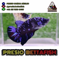 Ikan Cupang Jantan Avatar Gordon Blue Light / Kode: PB00108