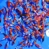 NEW BIBIT IKAN KOI 10CM PAKET 50EKOR ANAKAN IMPORT X BLITAR HIROSE_S