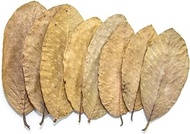 Premium Guava Leaves. Pack of 25, Natural Dried Whole Leave Tea. Blackwater for Aquarium, Tannins Leaf for Freshwater Tanks. Improves Tannin in Aquarium Water - Healthy for Ghost Shrimp Betta Fish.