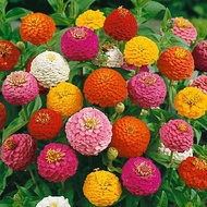 Mix Zinnia Flower Seeds / Bunga Zinnia - Ready Stock