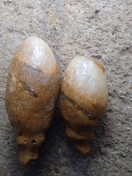 sepasang kembang kantil Kinasih