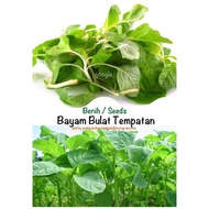 Biji Benih/Seed : 801 Bayam Bulat Hijau Tempatan (Local green Amaranth)🌟