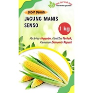1 Kg Benih Jagung Manis Senso Super / Bibit Jagung Manis