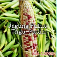 Biji benih Jagung Pulut Ungu Putih 15 biji