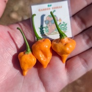 Yellow bumpy Chili Seeds