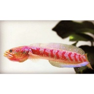 CHANNA ASIATICA PURE RED STRIPES 4 INCH