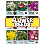 Flower Seeds (Cosmos, Morning Glory, Succulent, Daffodil, Safflower, Chrysanthemum, Bougainvillea)se