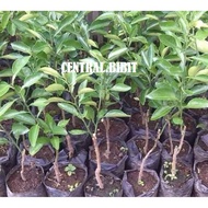 Terlaris Bibit Jeruk Sonkit