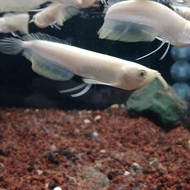 IKAN ARWANA ALBINO 13cm