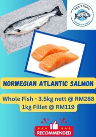 Norwegian Atlantic Salmon