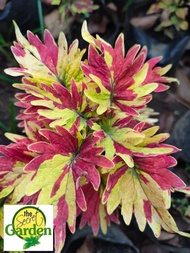 Mayana Coleus Bicolor Twirl (Semi-Rare Mayana) with FREE garden soil (Indoor Plant, Real Plant, Live Plant and Limited Stock) - Plants for Sale