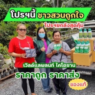 โปรยกลัง ปุ๋ยทุเรียน เวิลด์แพลนท์ ไคโตซาน World Plant Chitosan + สารเพิ่มประสิทธิภาพ คู่หูมหัศจรรย์