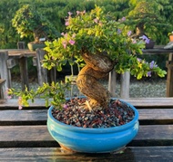 Saing Simbur Vietnam Bunga Ungu Bahan Bonsai Tanaman Hias Saeng Simbur