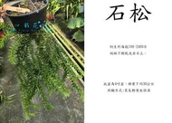 心栽花坊-石松/4吋盆/綠化植物/室內植物/觀葉植物/售價1400特價1200