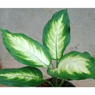 tanaman Aglonema Tisu diven tisu Aglonema Diven tissue harmoni
