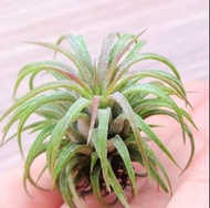 空氣草&捲葉精靈#Tillandsia #空氣鳳梨 #Airplant