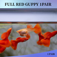 [Buy 3pair Free 1pair] Full Red guppy Live Fish Aquarium