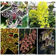 BERANIKA JENIS GRAMMATOPHYLLUM
