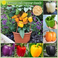 เมล็ดพันธุ์ พริกหวาน เมล็ดพริกหยวก 50 เมล็ด Bonsai Bell Pepper Plant Seed Sweet Pepper Seeds for Planting เมล็ดพันธุ์ผัก ผักออร์แกนิก บอนไซ พันธุ์ผัก เมล็ดบอนสี ผักสวนครัว เมล็ดผัก ปลูกง่าย การงอกสูง การเก็บเกี่ยวที่รวดเร็ว คุณภาพดี ราคาถูก ของแท้ 100%