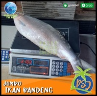 Ikan Bandeng Besar Jumbo - Ikan Bandeng Jumbo Segar 2Kg/Ekor Terbaru