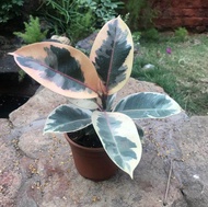 TANAMAN HIAS FICUS VARIEGATA