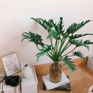 GPS Green Plant Society live plant Philodendron Xanadu 小天使