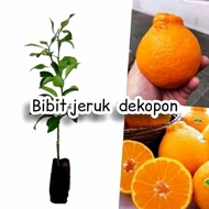 paket 3 bibit jeruk dekopon okulasi cepat berbuah