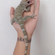 Tokek rumah