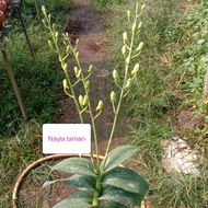 ANGGREK DENDROBIUM JUMBO SUDAH BERBUNGA
