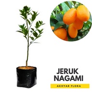 (BISA COD) Bibit Jeruk Nagami Okulasi/ Pohon Jeruk Nagami Jepang/ Buah Jeruk Yang Bisa Dimakan Kulitnya Wisata Agrotani