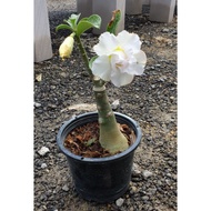 Adenium Thailand Real Live Plant ( Random Colour )