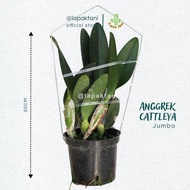 Anggrek Cattleya Dewasa Plant Jumbo Hybrid Bunga Besar - Cattleya