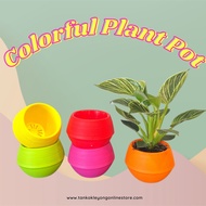 TKL - Colorful Plant Pot Flower Pot 多彩塑料花盆