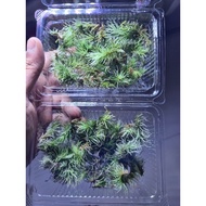 squrrel-tail-moss-terrarium