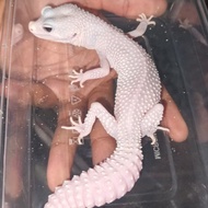 Gecko Children's Toy BeautifulSnow