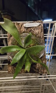 P. White Hawk 白霍克/白鷹鹿角蕨(孢子苗)