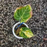 Tanaman hias anthurium silver x variegata 001