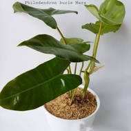 TERMURAH Tanaman Hias Philodendron Burle Marx / Philo Brekele