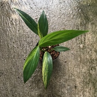 epipremnum amplissimum variegata