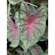 KEBUNLINDA Aneka Caladium Plants-Pokok Keladi /Indoor Plant/Real Live Plant/Pokok Bunga Hiasan