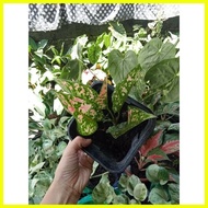 ◇ ☍ ✻ #6 New Collection Garden Decor Diff Aglaonema Varieties.