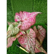 (TAMAN SARI LANDSCAPE) Caladium plant burning heart (Real plant)