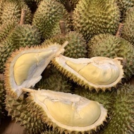 Durian montong lokal utuh 1,5kg