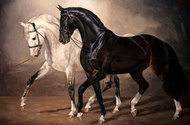 งานศิลปะสัตว์สมัยใหม่ภาพวาดศิลปะผ้าใบม้าขาวดำโปสเตอร์ศิลปะผนัง Cuadros สำหรับตกแต่งบ้านในห้องนั่งเล่น (ไม่มีกรอบ) 1007