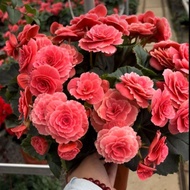 Pink Couple Double-Petaled Big Leaf Ball Root Begonia Big Flower Planting Ball Glass Four Seasons La