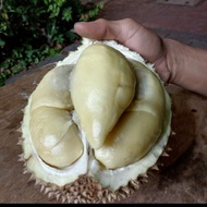 Durian Montong lokal super high quality (utuh perbuah)
