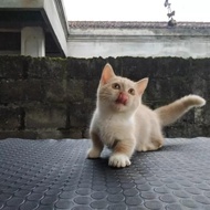 SALE kucing munchkin male